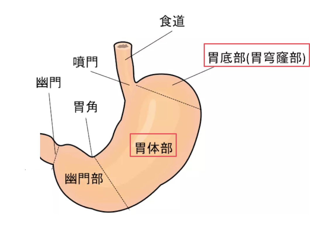 anatomy-stomach