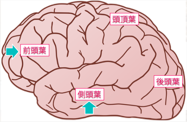 doc1-brain