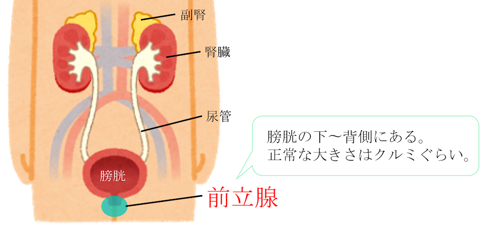 anatomy of prostate