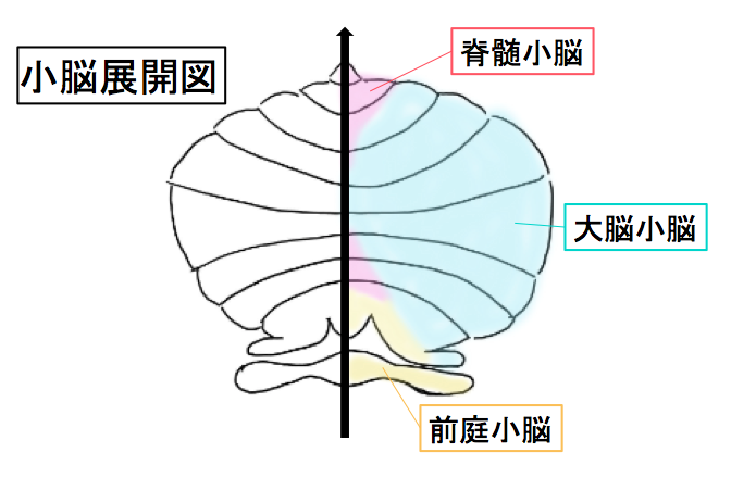 brain-5