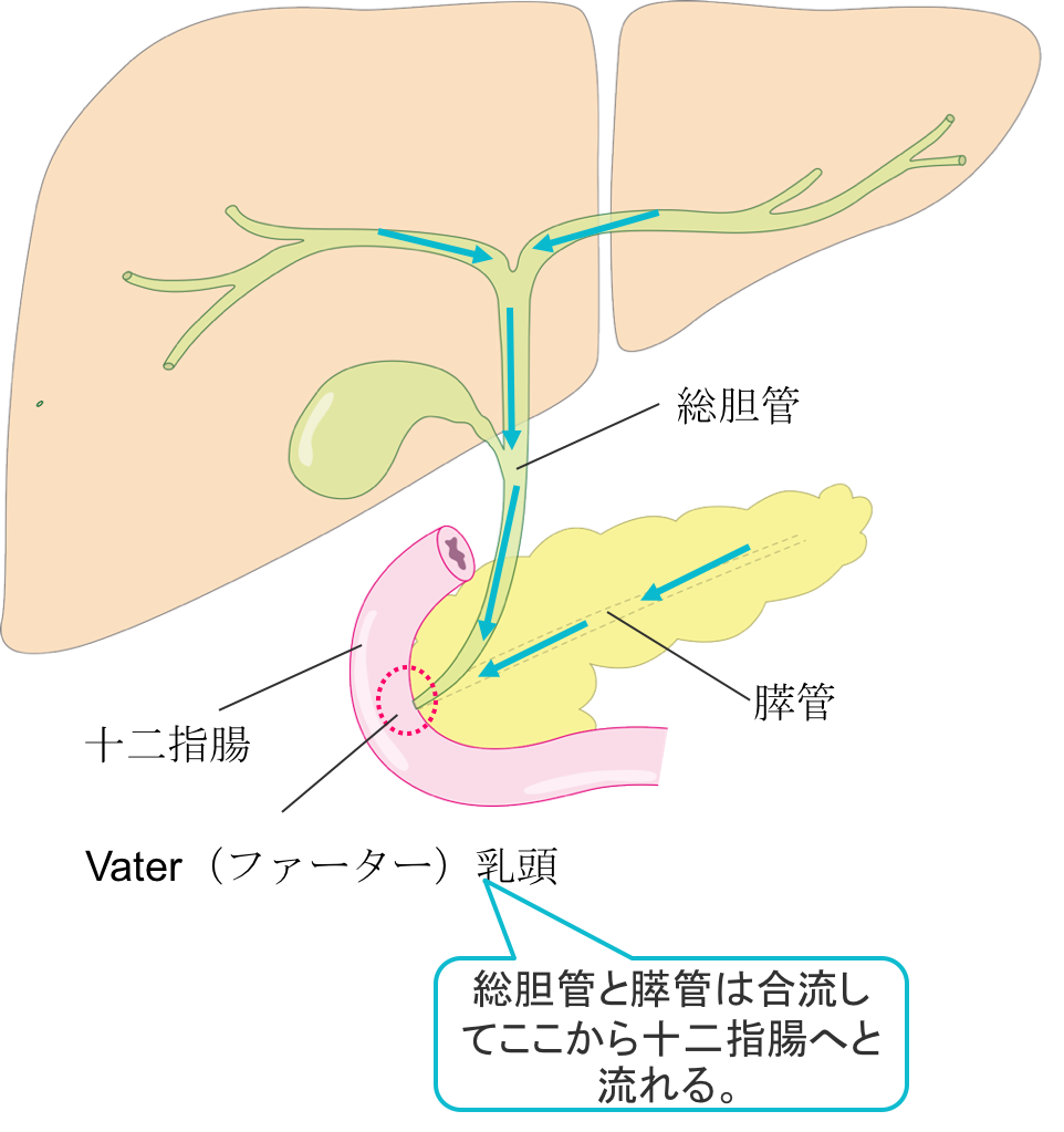 ercp1