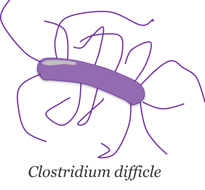 clostridium-difficle1