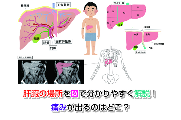 【CT画像あり】肝臓の場所を図でわかりやすく解説！痛みが出るのはどこ？