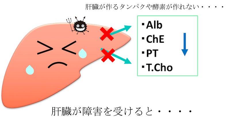 liver function test figure2
