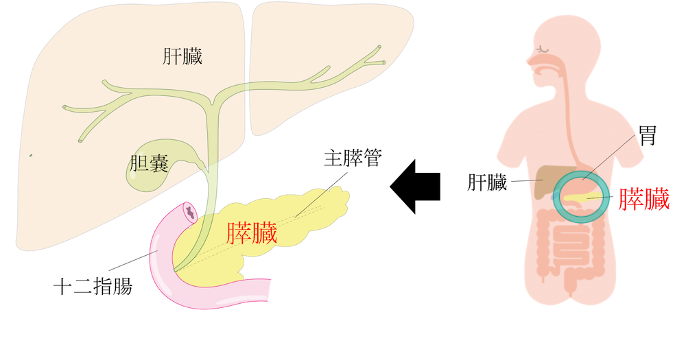 anatomy of pancreas