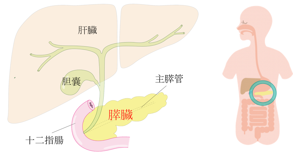 anatomy of pancreas
