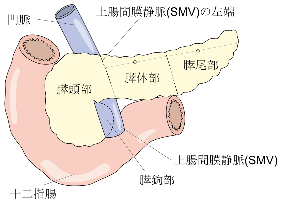 anatomy of pancreas2