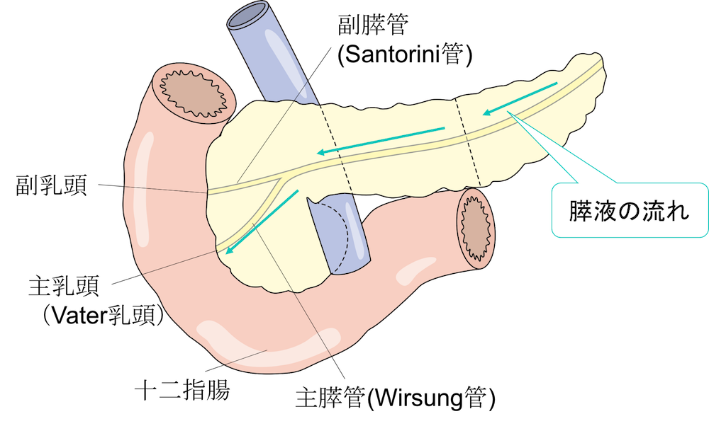 anatomy of pancreas3