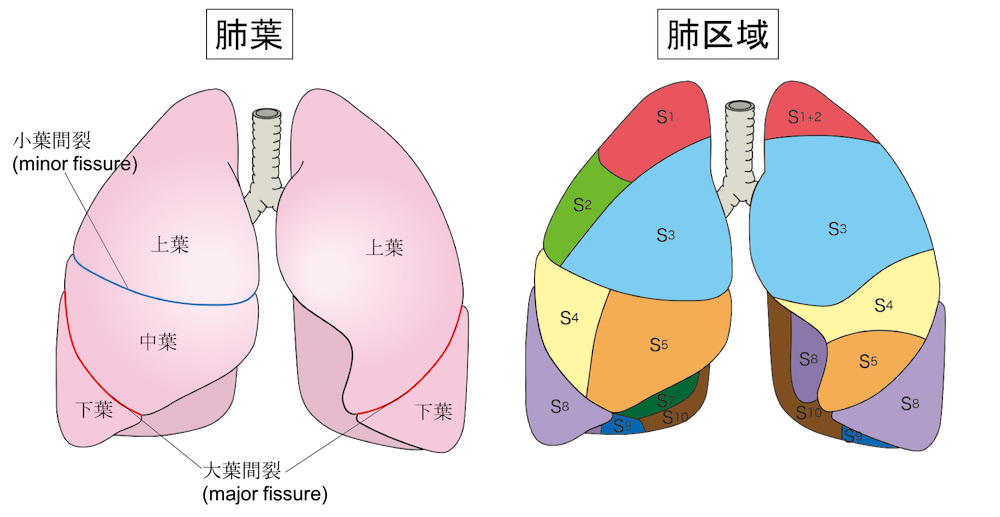 pulmonary lobe figure3