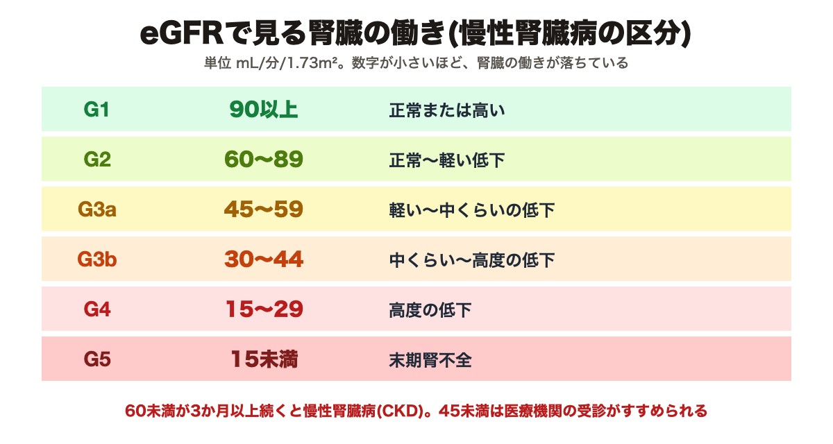eGFRで見る腎臓の働き(慢性腎臓病の区分G1〜G5)