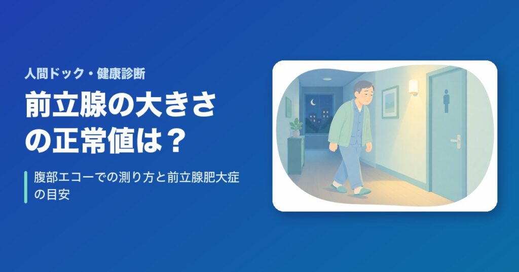 前立腺の大きさの正常値は？腹部エコーでの測り方と前立腺肥大症の目安