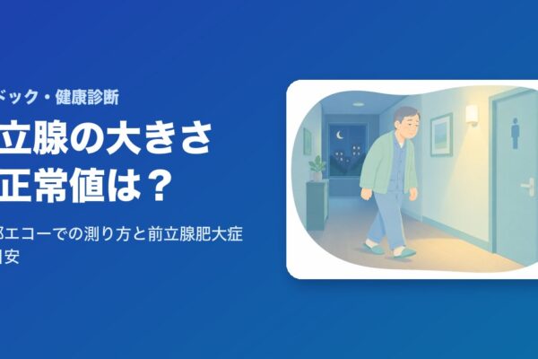 前立腺の大きさの正常値は？腹部エコーでの測り方と前立腺肥大症の目安