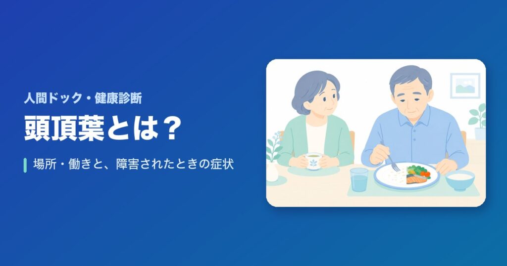 頭頂葉とは？場所・働きと、障害されたときの症状（半側空間無視・失行など）