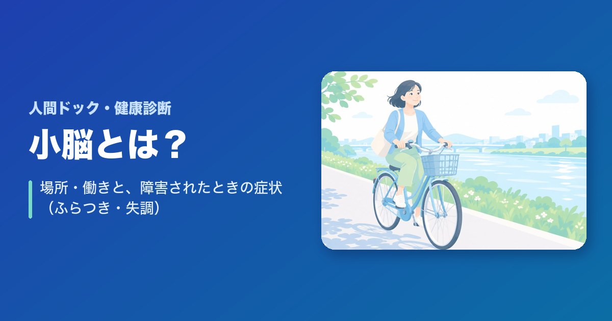 小脳とは?場所・働きと、障害されたときの症状(ふらつき・失調)を解説