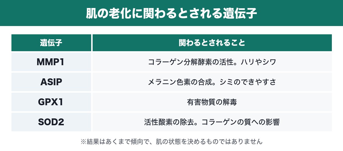 肌の老化に関わるとされる遺伝子の表