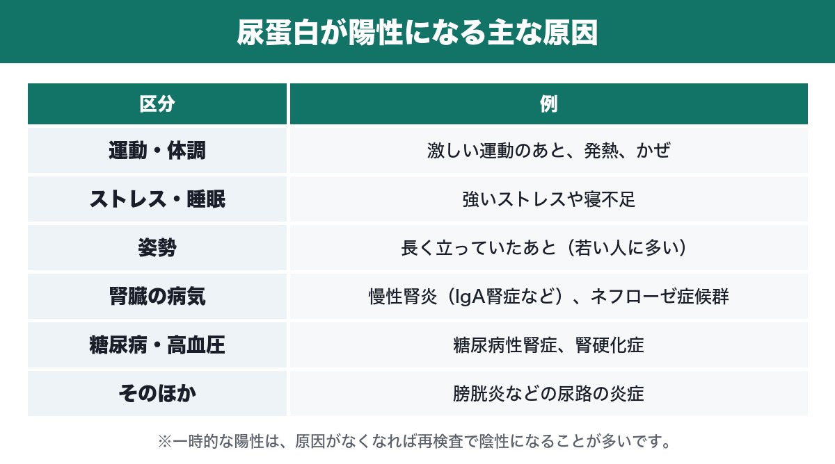 尿蛋白が陽性になる主な原因の表