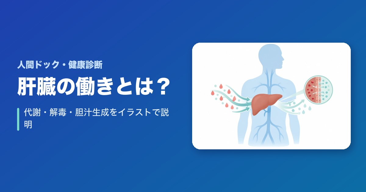 肝臓の働きとは？代謝・解毒・胆汁生成をイラストで分かりやすく説明