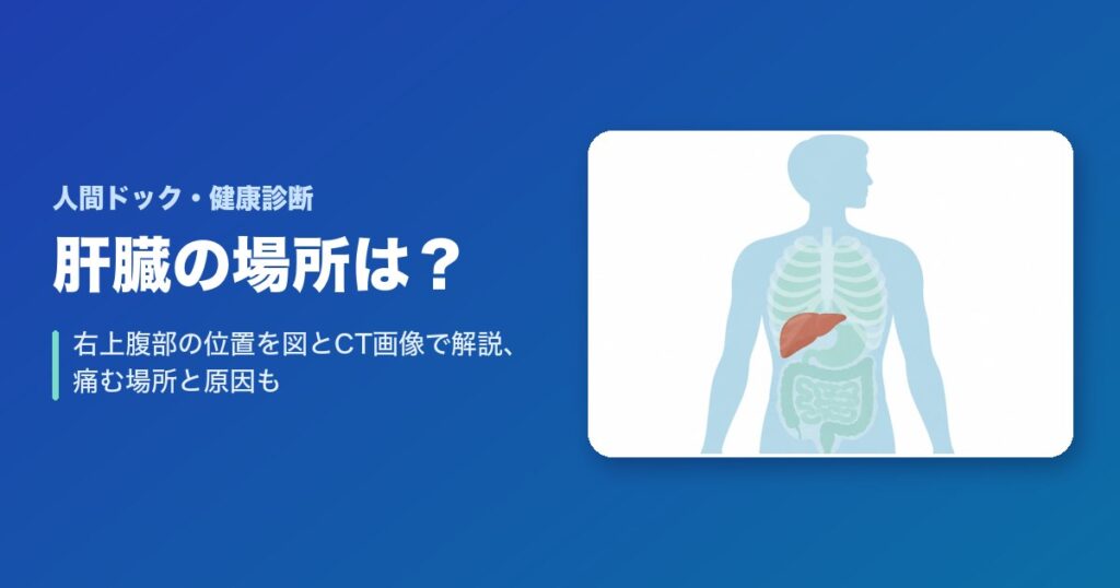 肝臓の場所はどこ？右上腹部の位置を図とCT画像で解説、痛む場所と原因も