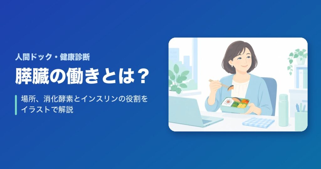 膵臓の働きとは?場所、消化酵素とインスリンの役割をイラストで解説