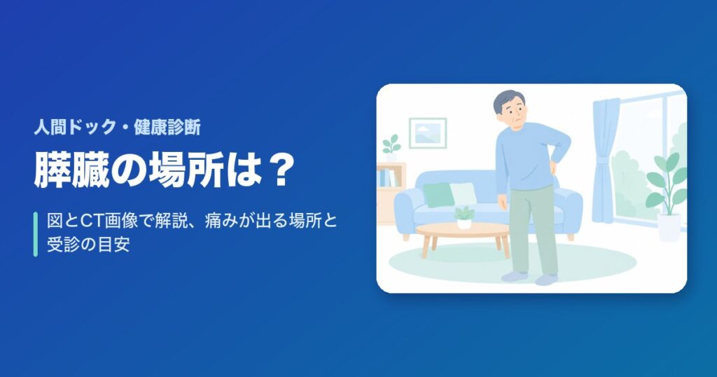 膵臓の場所はどこ？図とCT画像で解説、痛みが出る場所と受診の目安