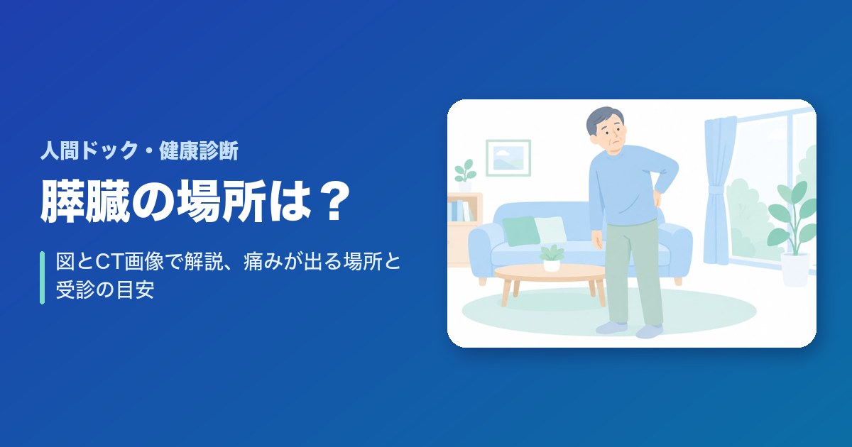膵臓の場所はどこ？図とCT画像で解説、痛みが出る場所と受診の目安