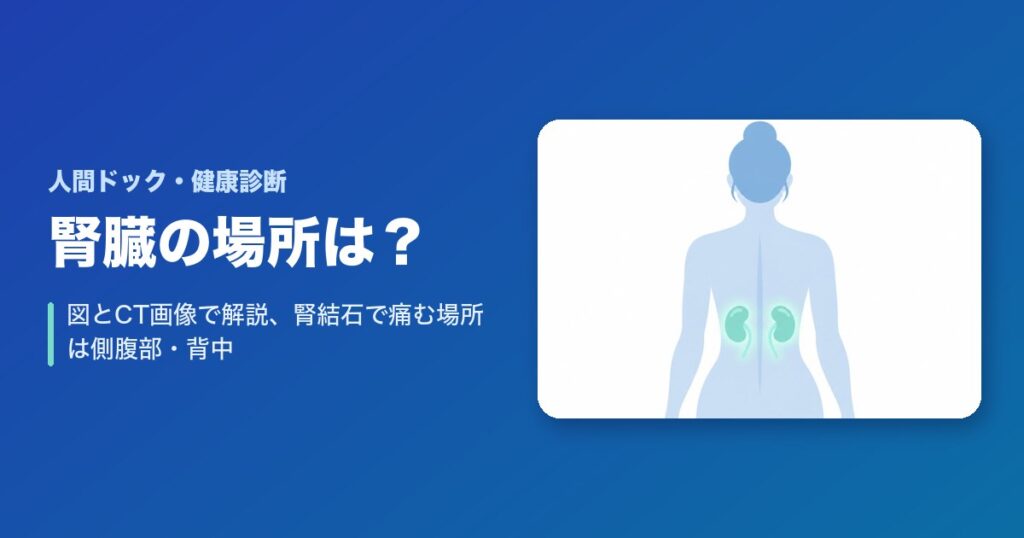 腎臓の場所はどこ?図とCT画像で解説、腎結石で痛む場所は側腹部・背中