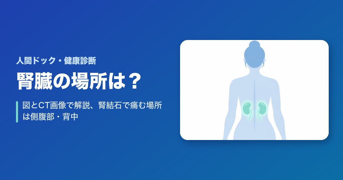 腎臓の場所はどこ？図とCT画像で解説、腎結石で痛む場所は側腹部・背中