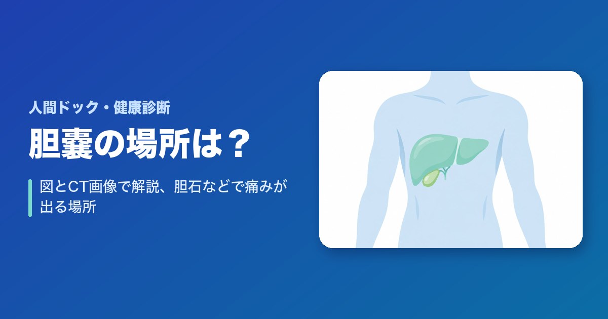 【CT画像あり】胆嚢の場所を図と共に解説！胆石などで痛みが出るのはどこ？