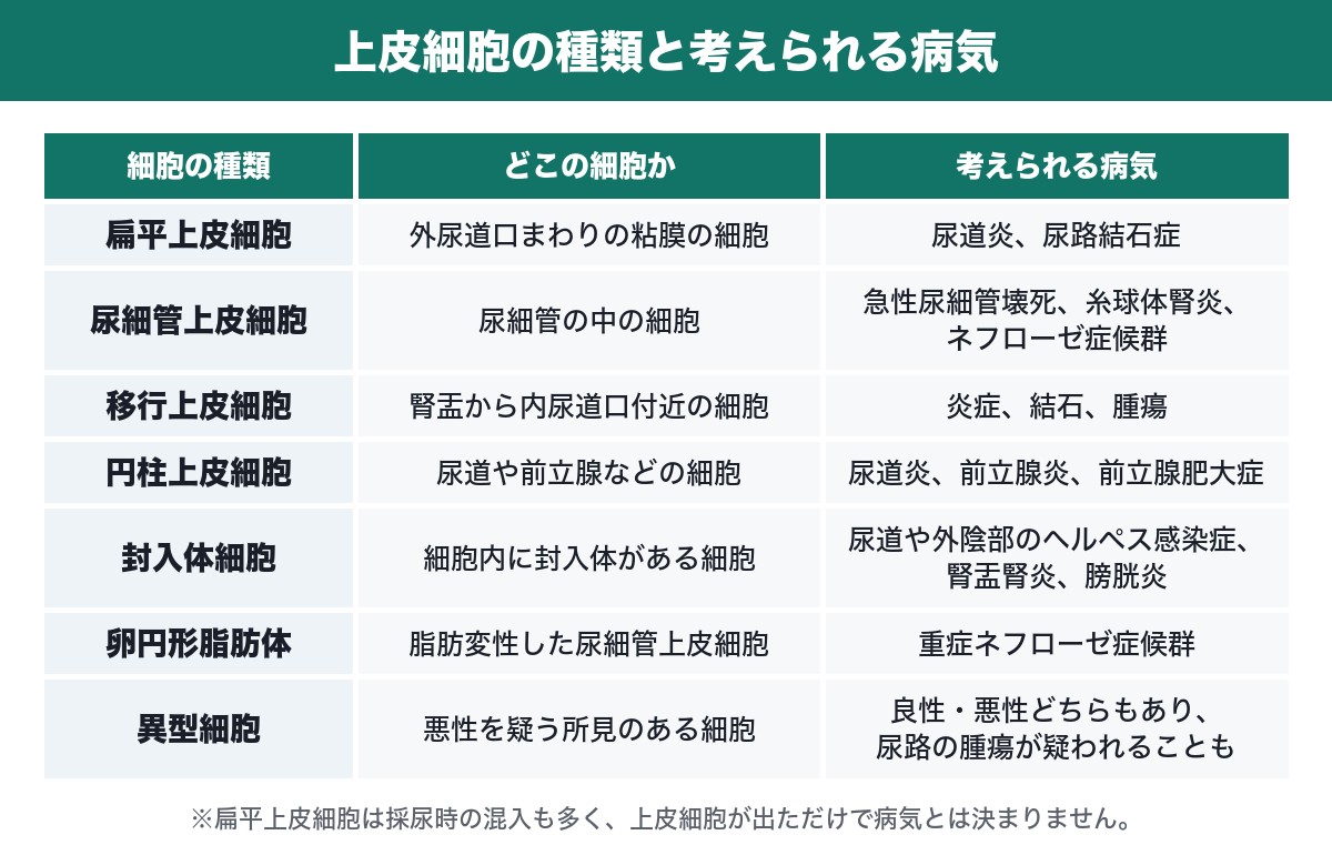 上皮細胞の種類と考えられる病気の表