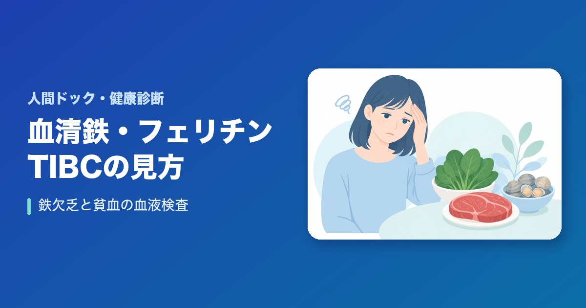 血清鉄・フェリチン・TIBCとは?鉄欠乏の血液検査の見方と貧血との関係・受診の目安