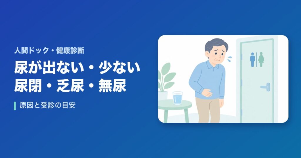尿閉・乏尿・無尿とは?尿が出ない・少ない原因と受診の目安(前立腺・薬・腎臓)