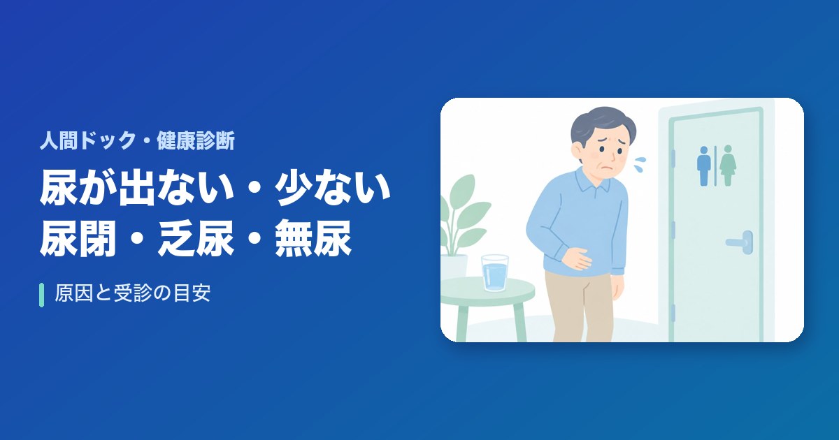 尿閉・乏尿・無尿とは?尿が出ない・少ない原因と受診の目安(前立腺・薬・腎臓)