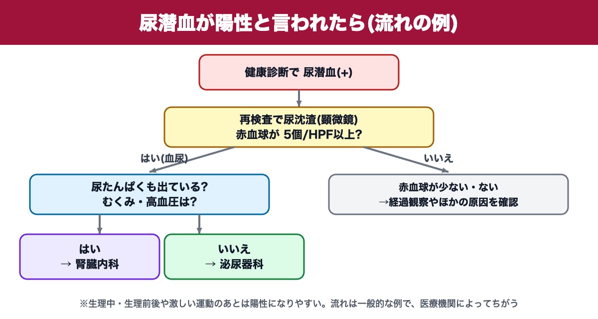 尿潜血が陽性と言われたときの流れ(尿沈渣・腎臓内科・泌尿器科)