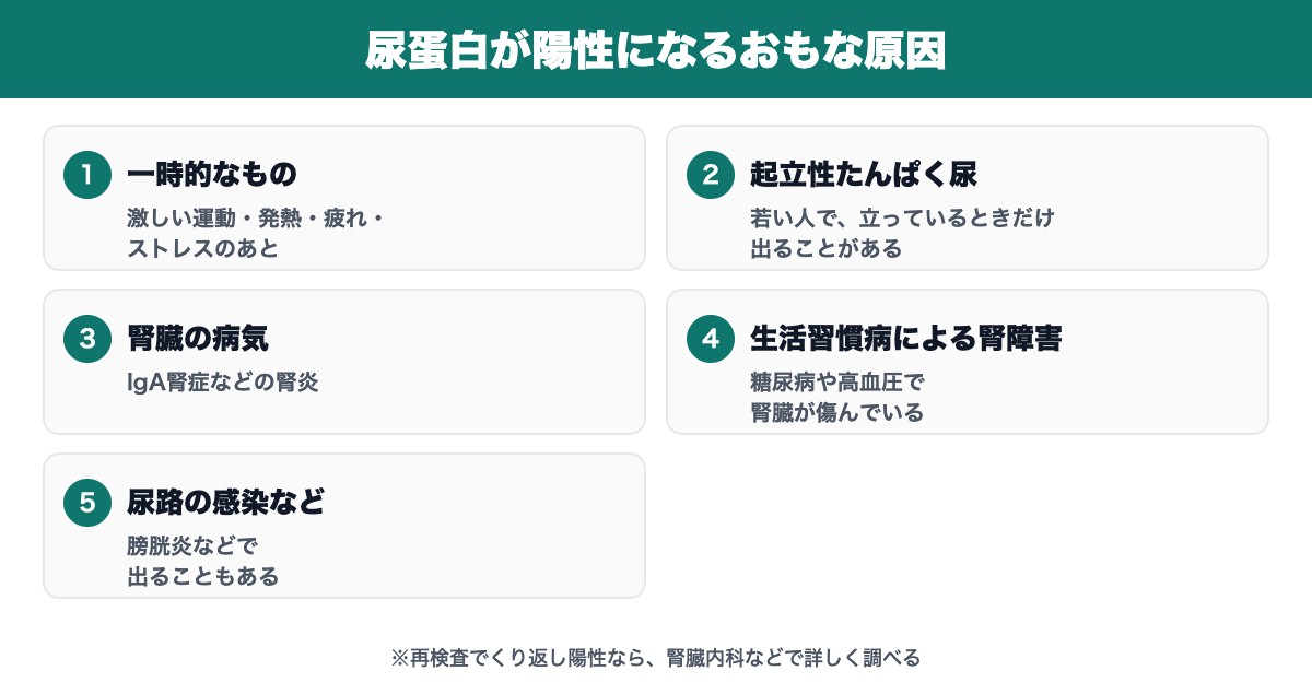 尿蛋白が陽性になるおもな原因
