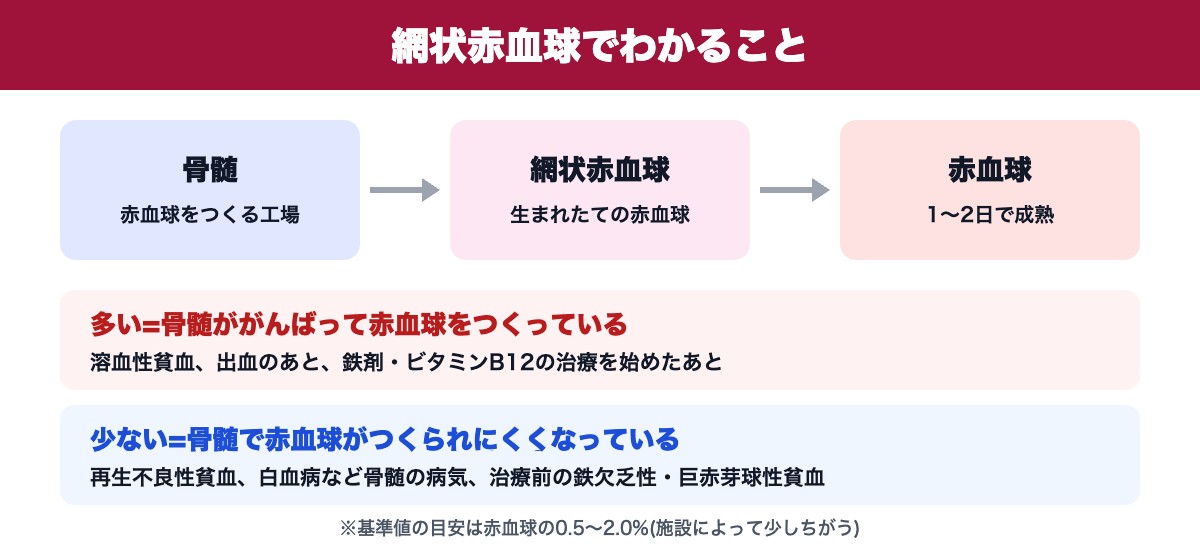 網状赤血球でわかること(多い・少ないときの意味)