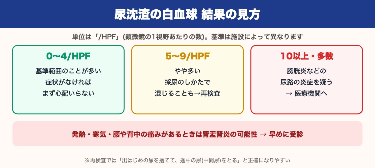 尿沈渣の白血球の結果の見方(0〜4/HPF・5〜9/HPF・10以上)と受診の目安